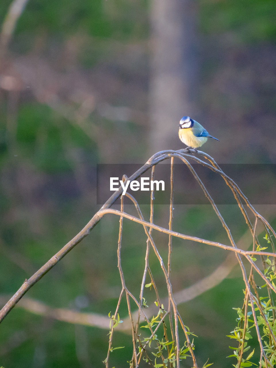 BIRD PERCHING ON A BRANCH OF A TREE