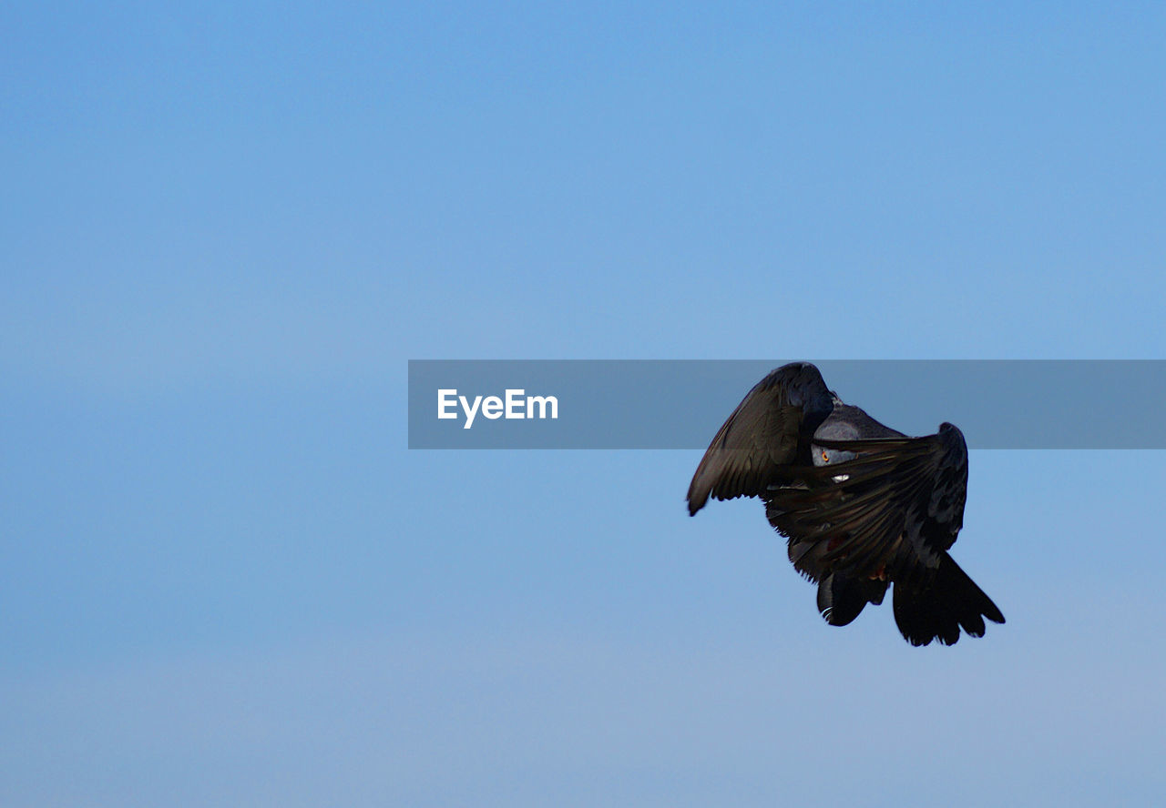 LOW ANGLE VIEW OF BIRD FLYING