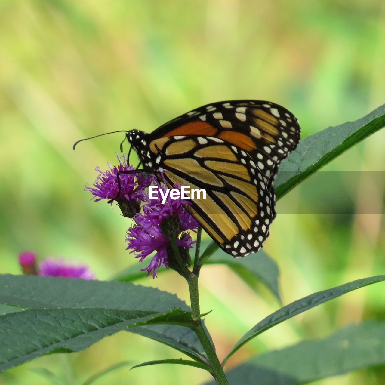 CLOSE-UP OF BUTTERFLY ON FLOWER