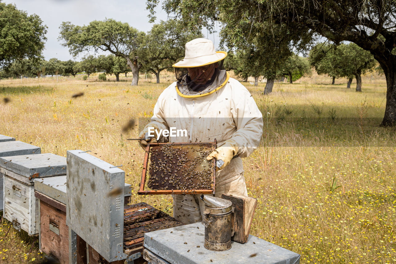 Rural and natural beekeeper, working to collect honey from hives