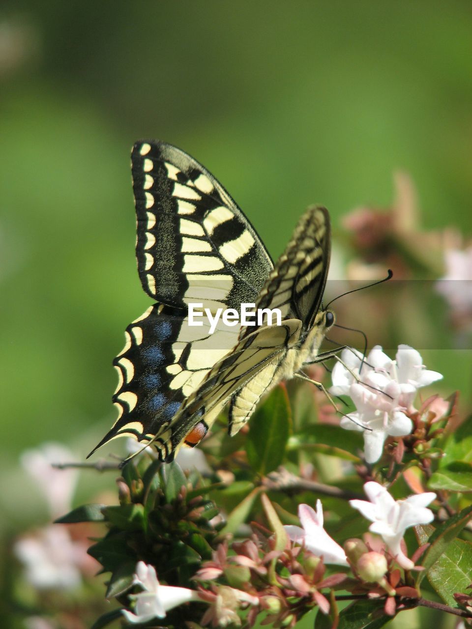 Side view of butterfly on flower against blurred background