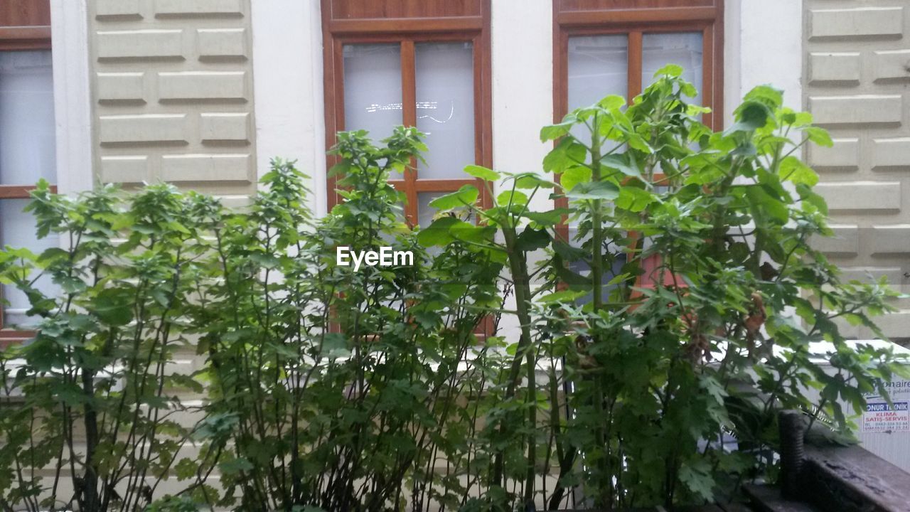 POTTED PLANTS OUTSIDE HOUSE