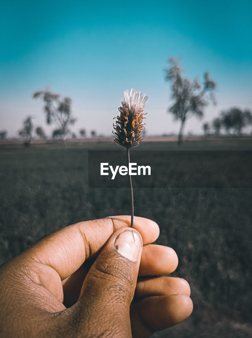 Cropped hand holding plant