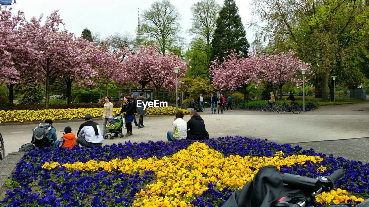 YELLOW FLOWERS GROWING ON TREE