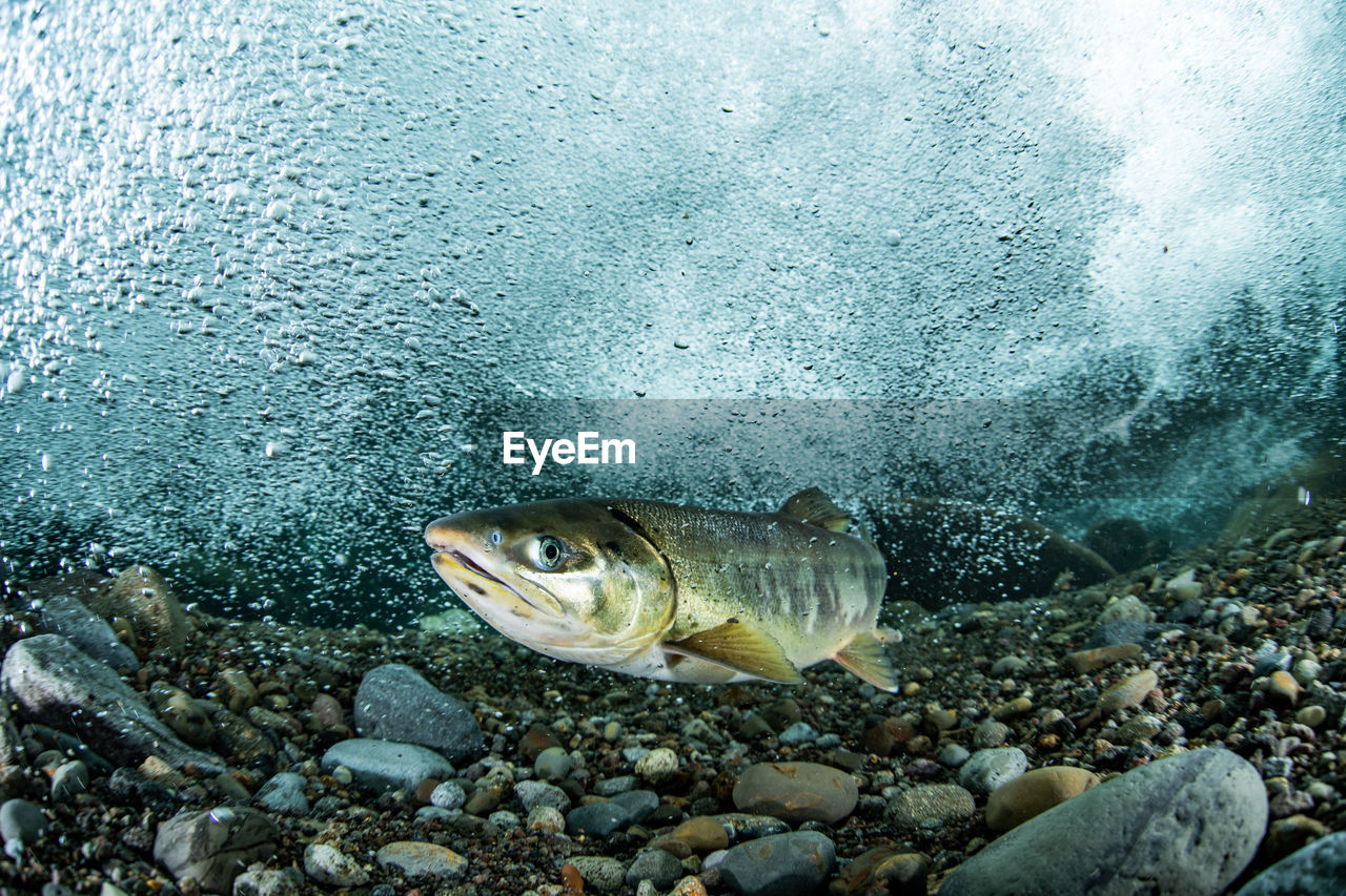 FISH SWIMMING UNDERWATER