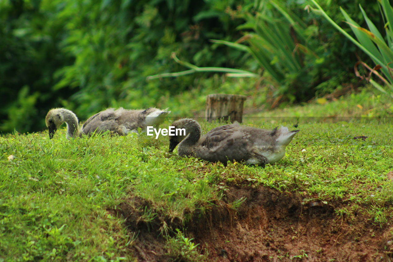 Ducks in grass