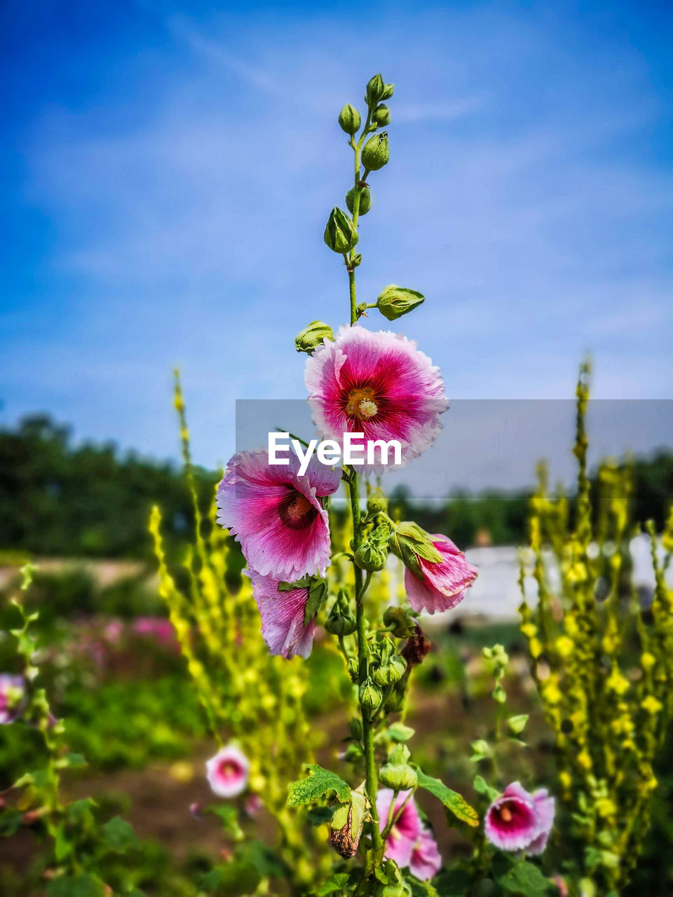 Close-up of pink flowering plants against sky