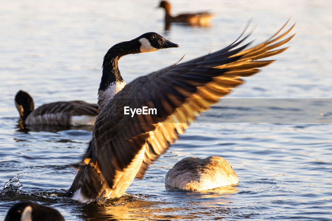 Duck swimming in lake