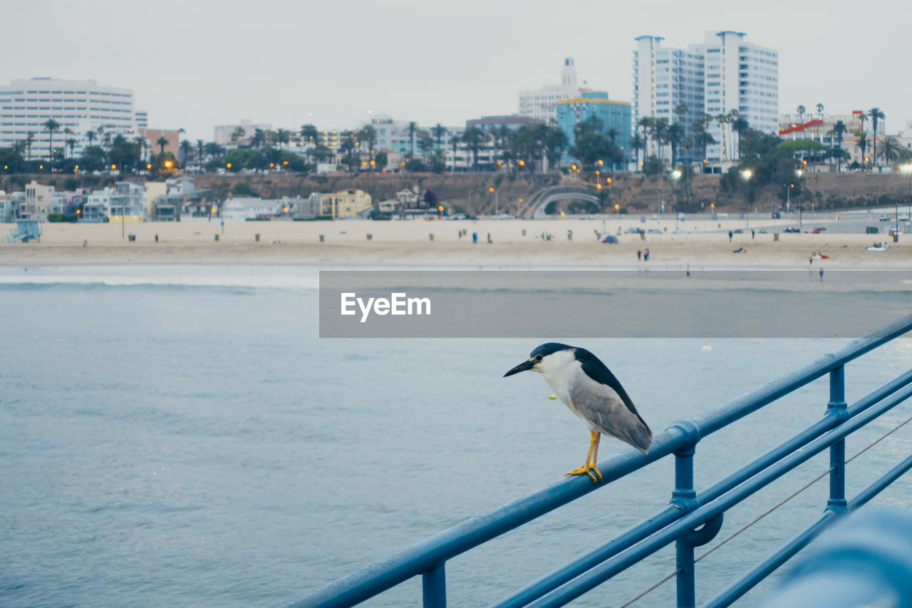 Black-crowned night heron perching on pier railing over sea by city