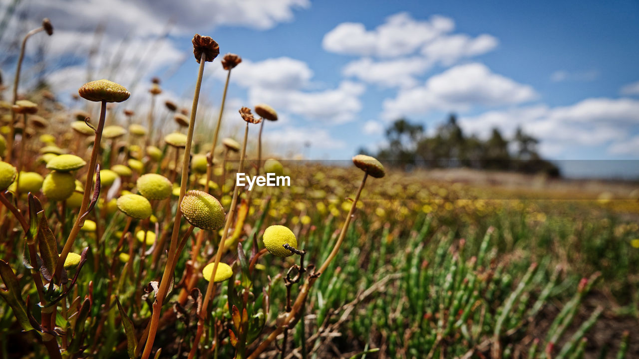 Close-up of flowering plants on field against sky