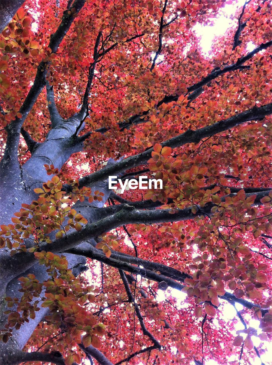 LOW ANGLE VIEW OF CHERRY TREE