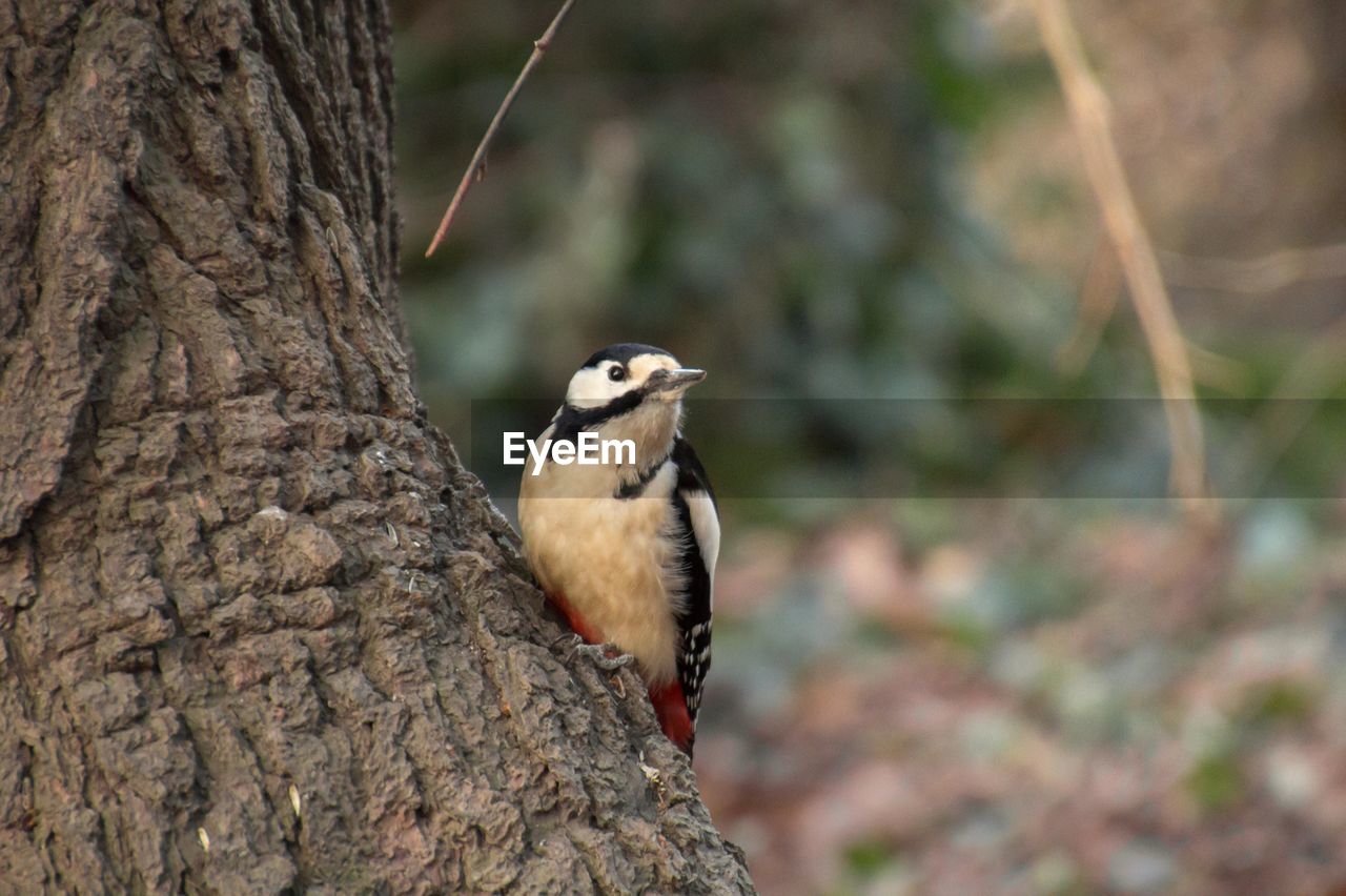 Close-up of bird perching on tree trunk