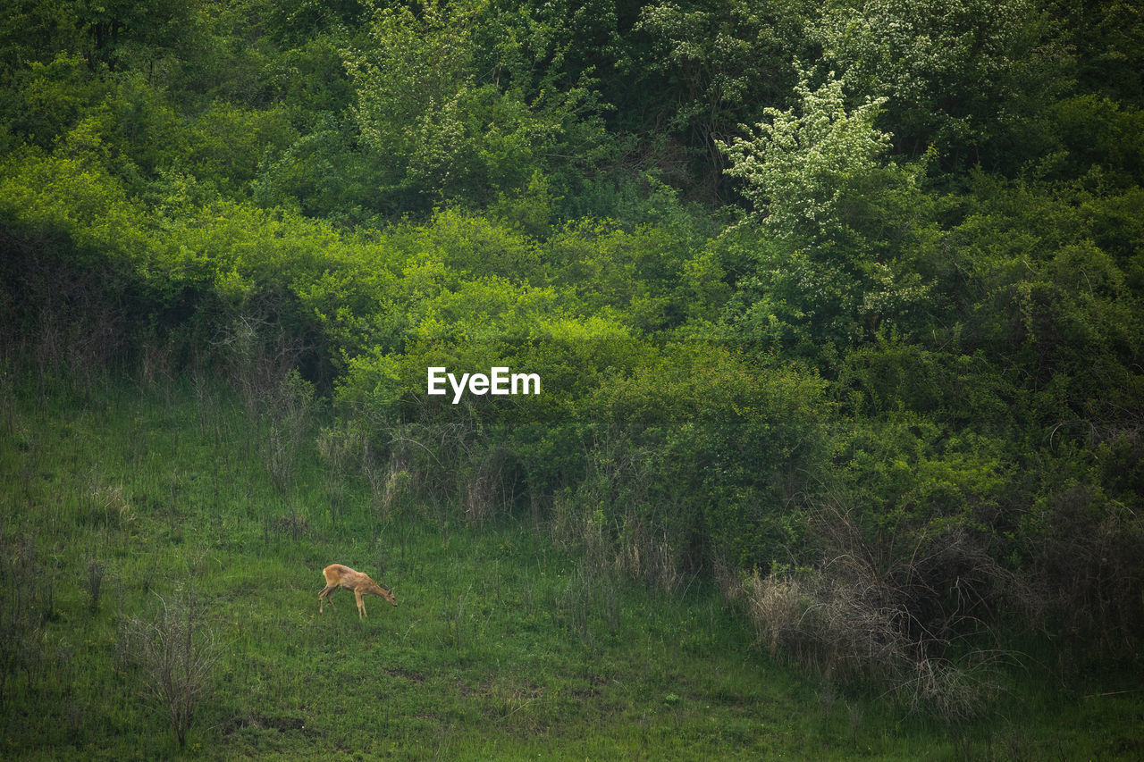 Wild deer on a field in springtime.