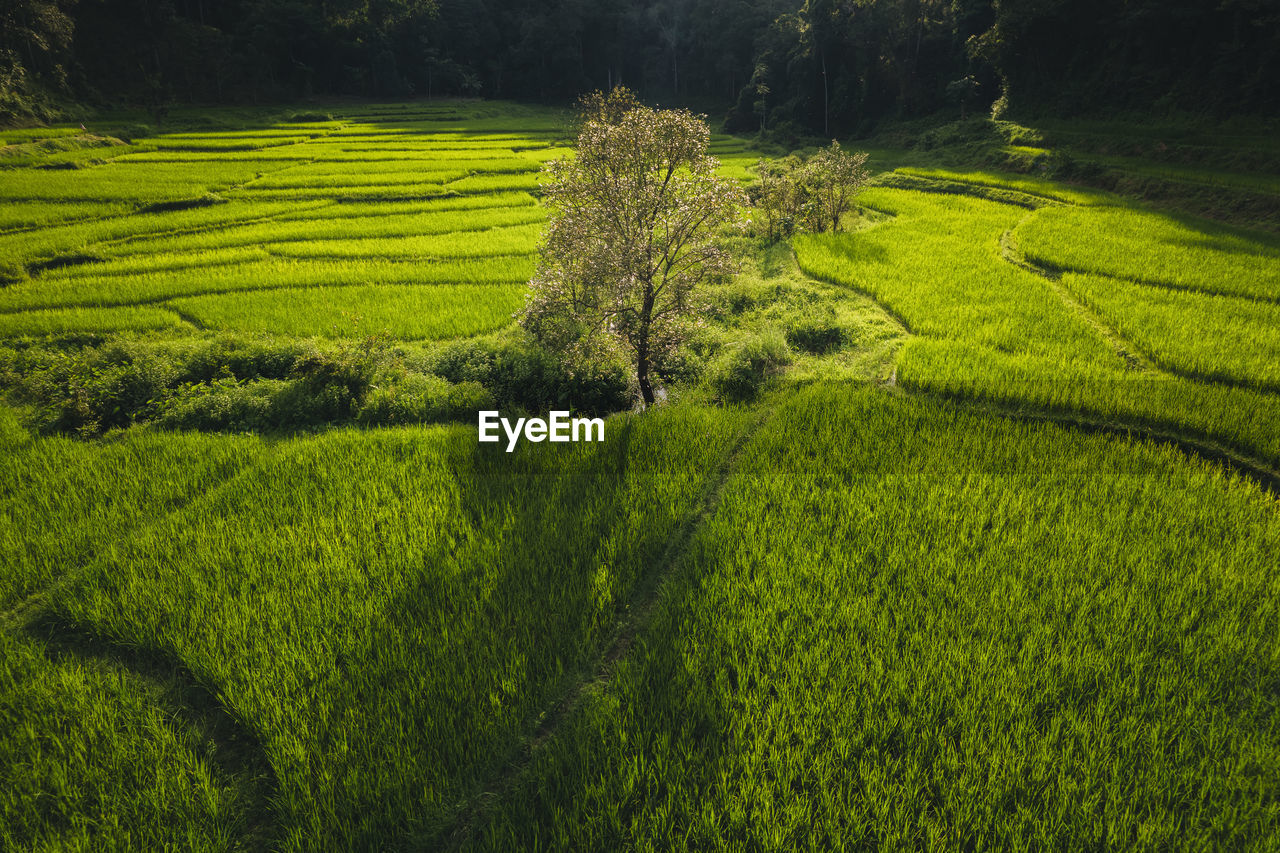 high angle view of agricultural field