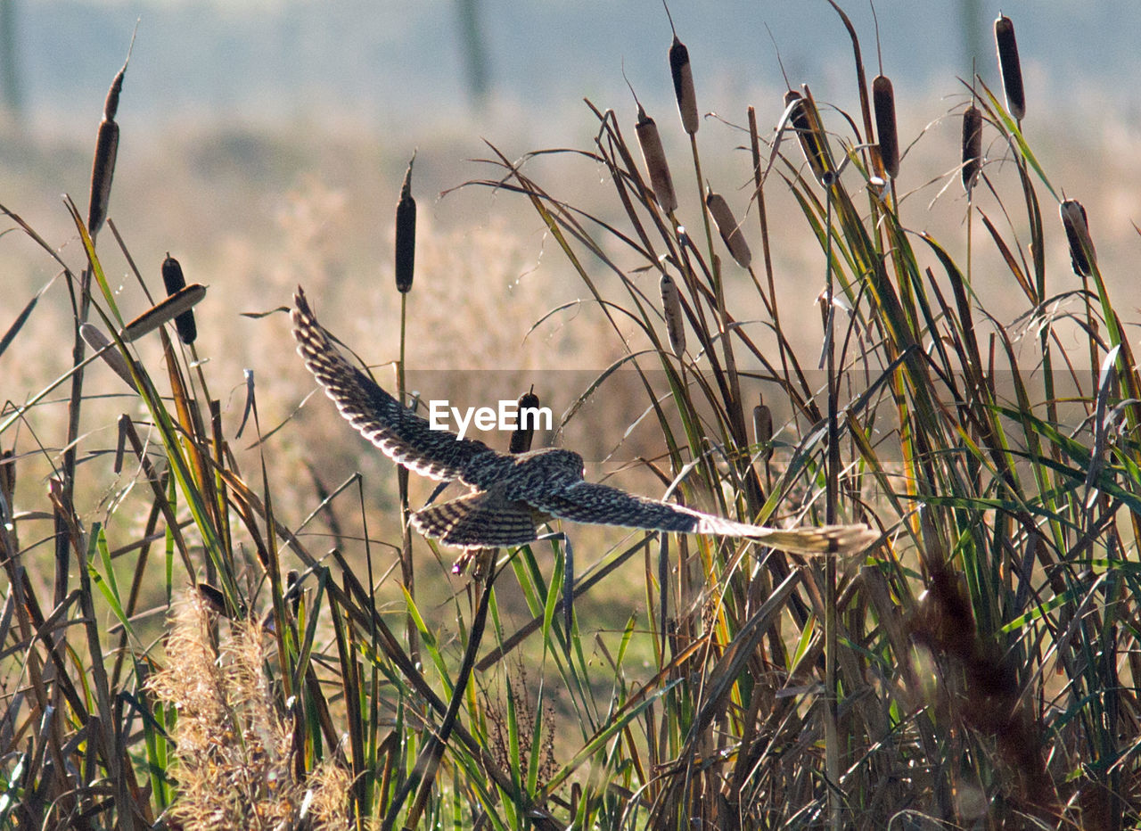 VIEW OF BIRD FLYING OVER GRASS