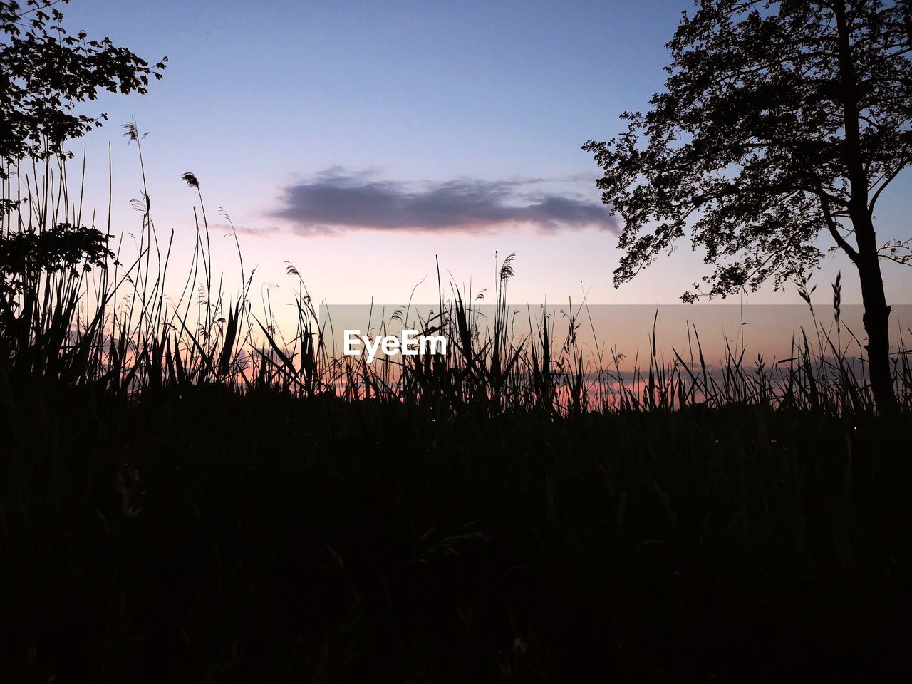 SILHOUETTE PLANTS GROWING ON FIELD AGAINST SKY AT SUNSET