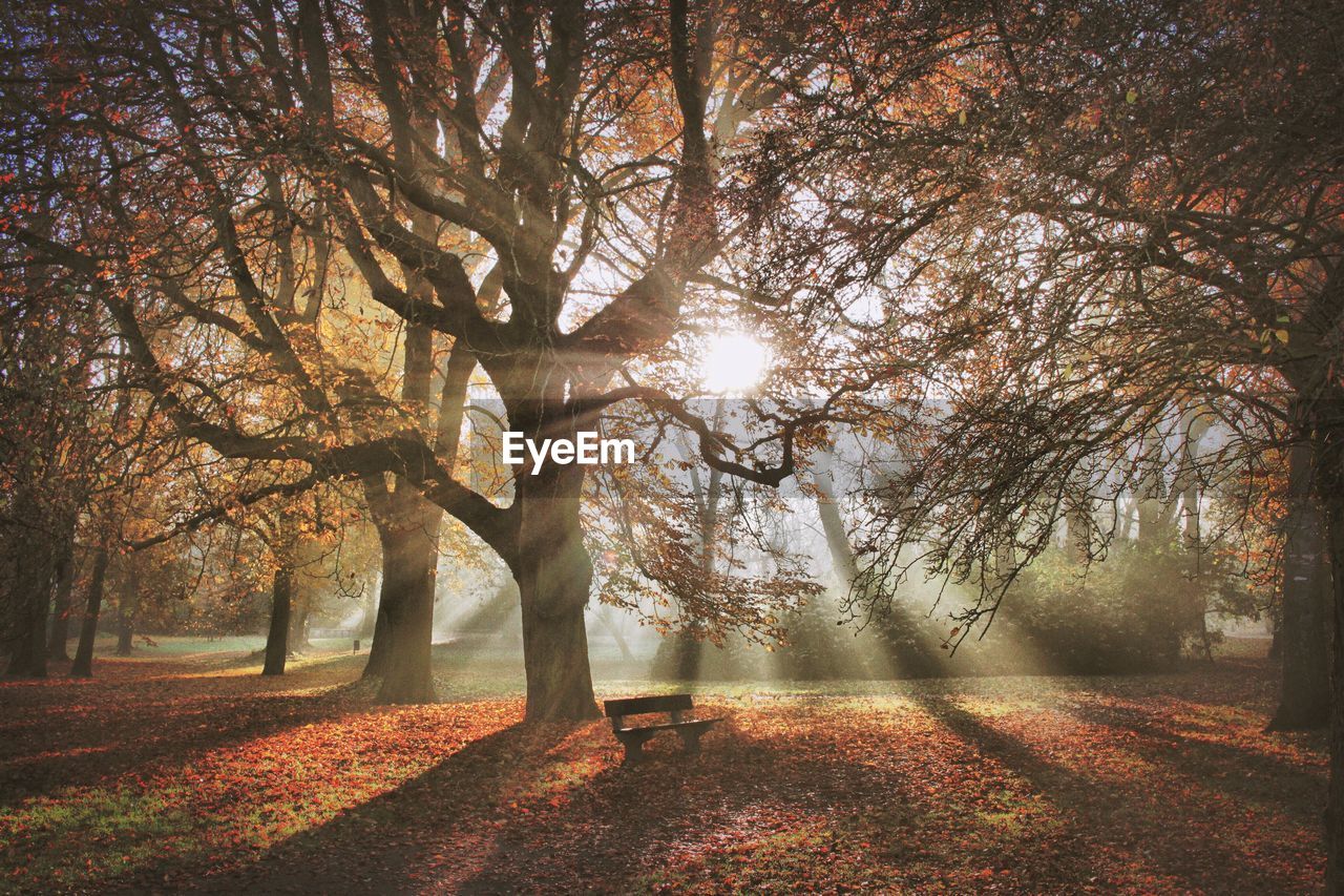 Trees growing at park during autumn on sunny day