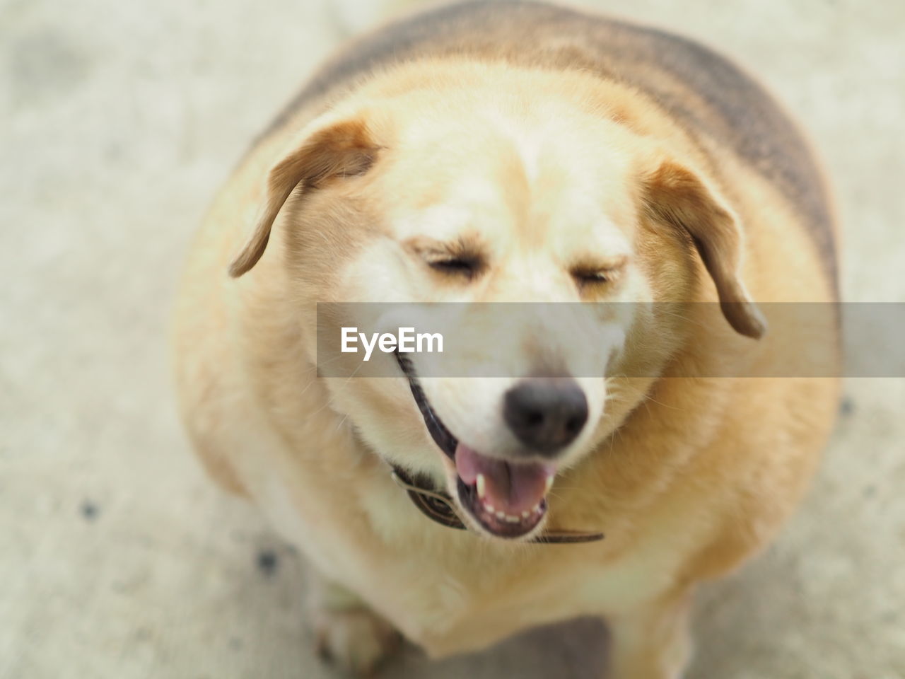 Close-up portrait of a dog