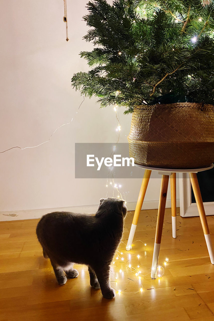 View of a cat on wooden floor by the christmas tree with lights 