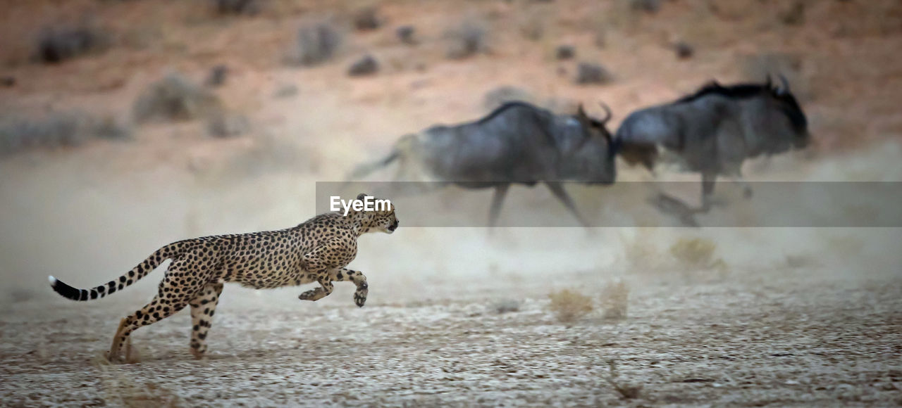 Cheetah chasing wildebeest