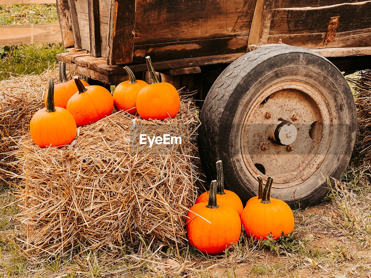 PUMPKINS ON FIELD