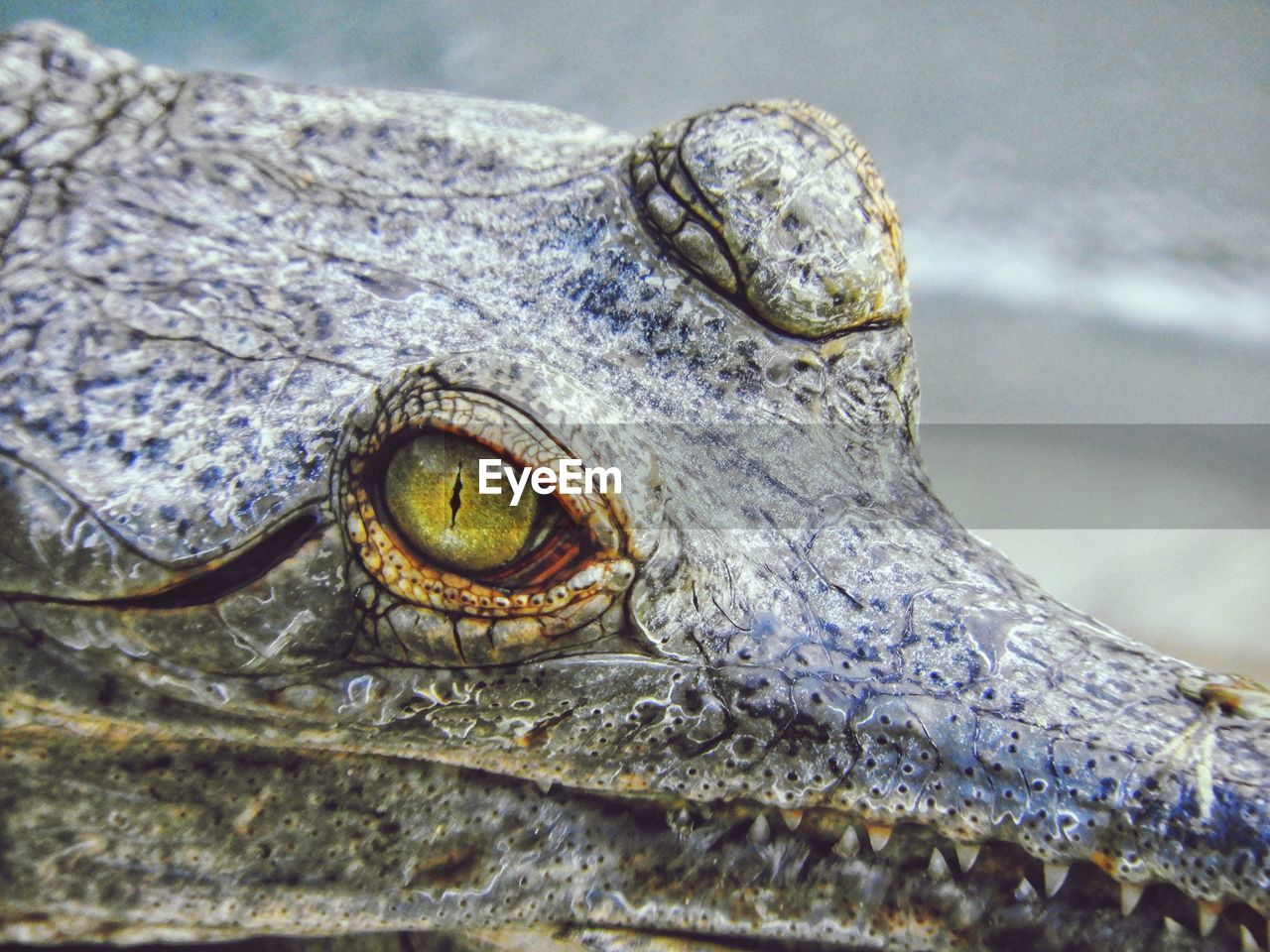 Close-up of a lizard