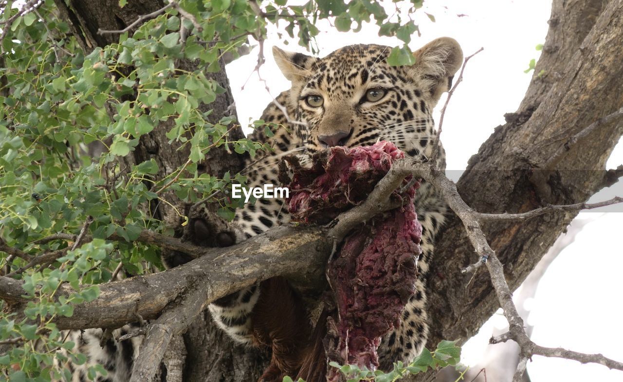 tree, animal, animal themes, plant, feline, mammal, big cat, cat, animal wildlife, wildlife, one animal, nature, leopard, no people, carnivora, branch, jungle, day, tree trunk, trunk, outdoors, low angle view, felidae, carnivore, relaxation, domestic animals, animal body part, safari