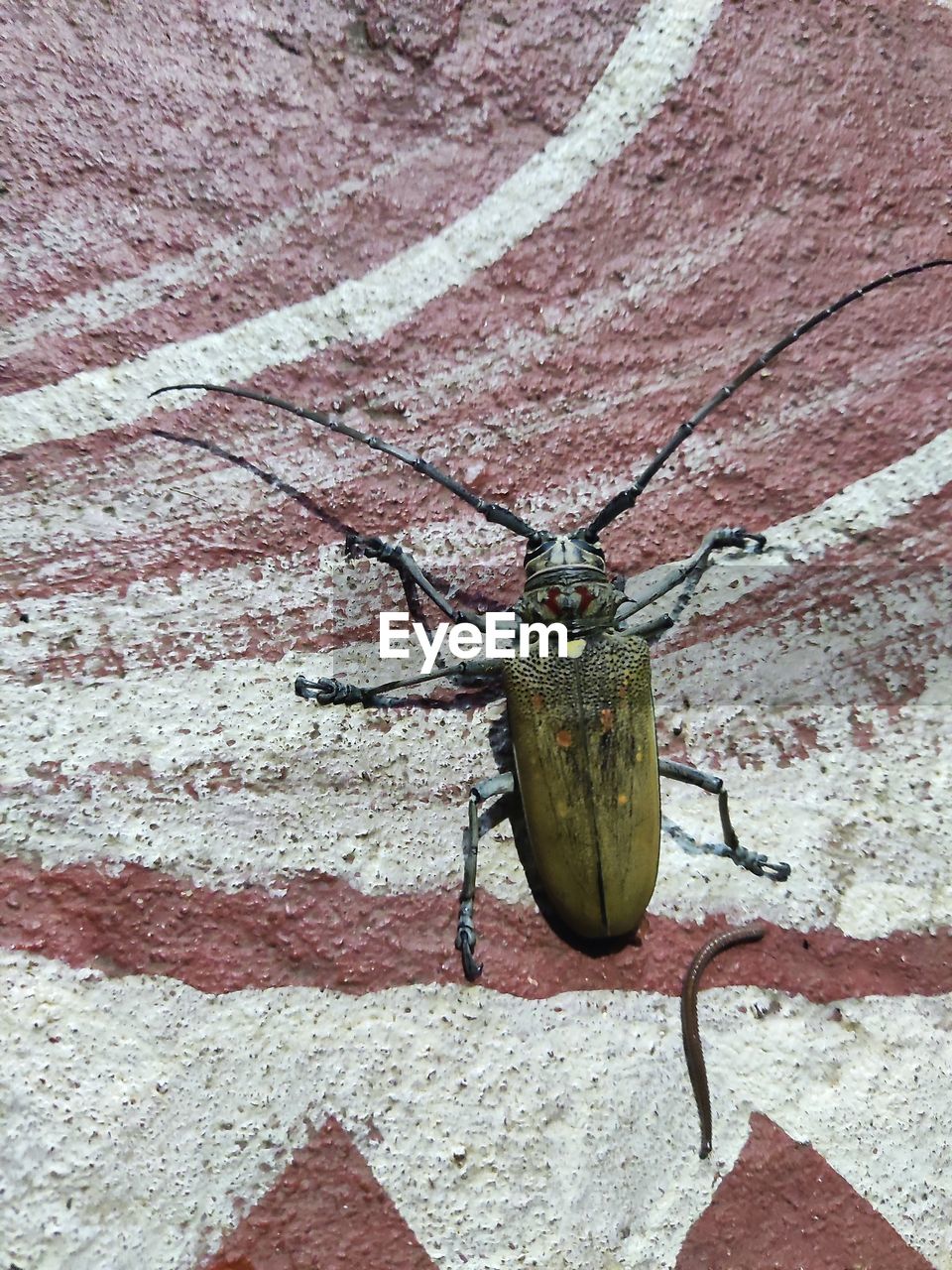 animal themes, animal, one animal, no people, insect, wildlife, animal wildlife, day, wall - building feature, close-up, nature, outdoors, wall, textured, high angle view, sunlight