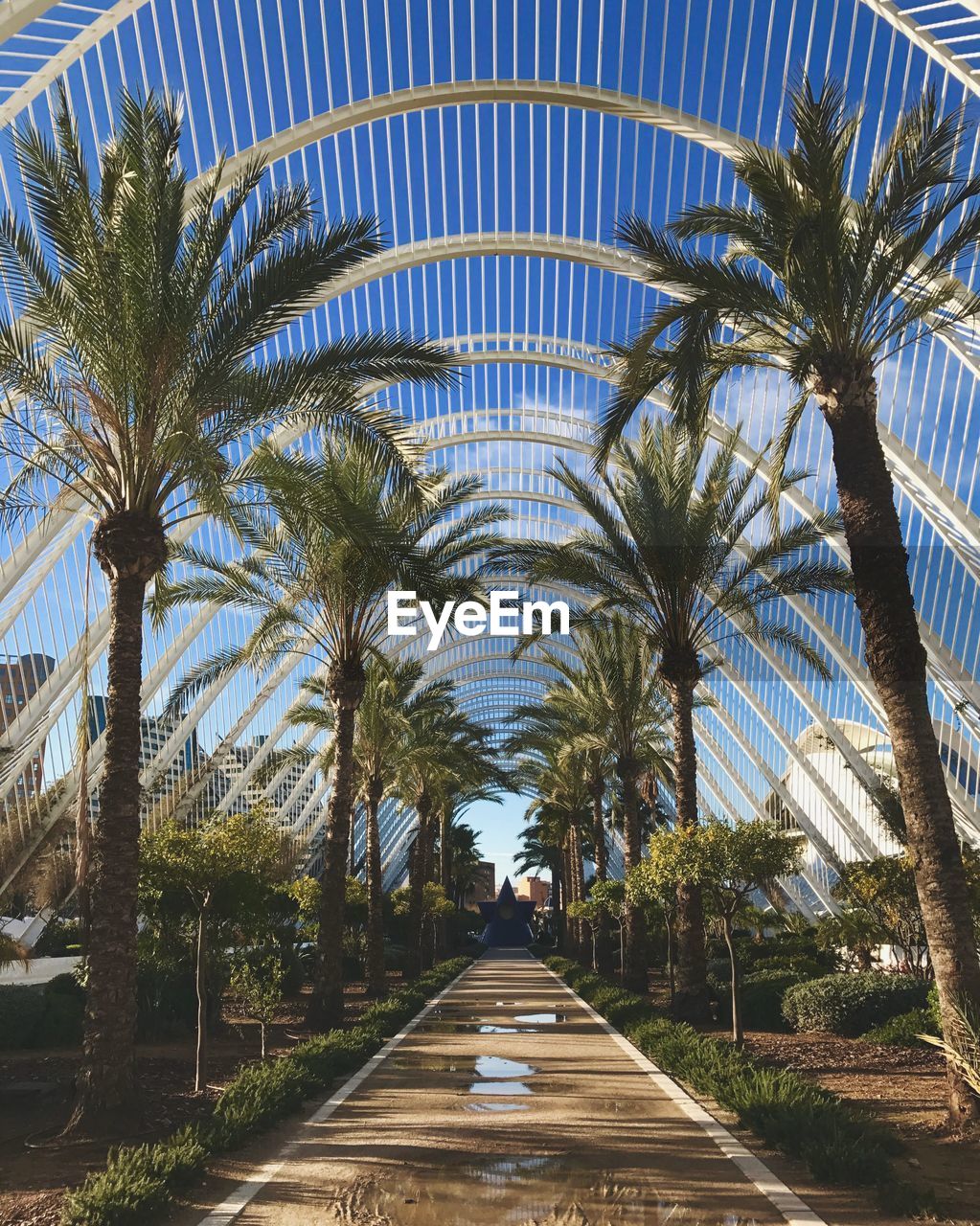 Footpath amidst palm trees against sky