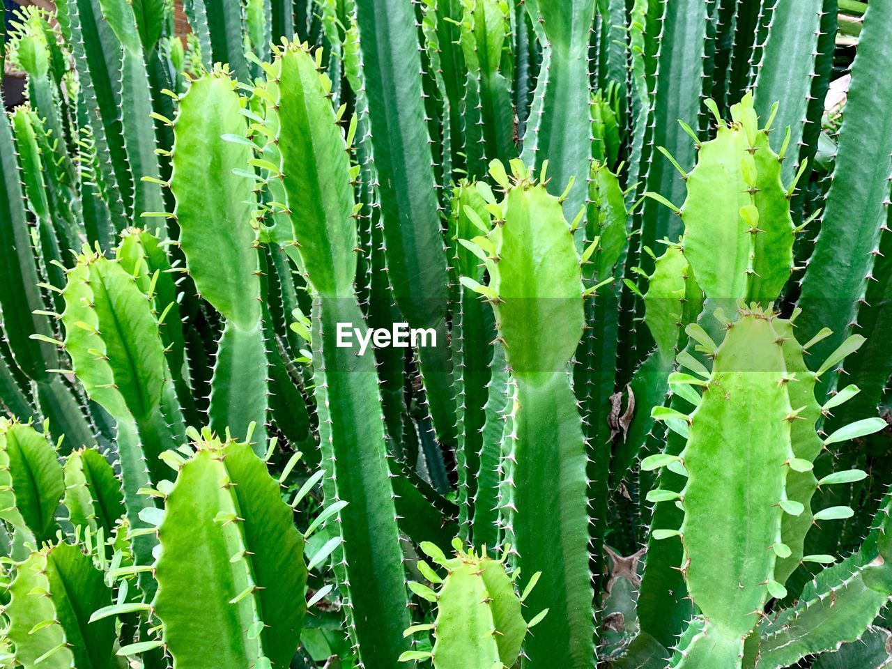 Full frame shot of succulent plant