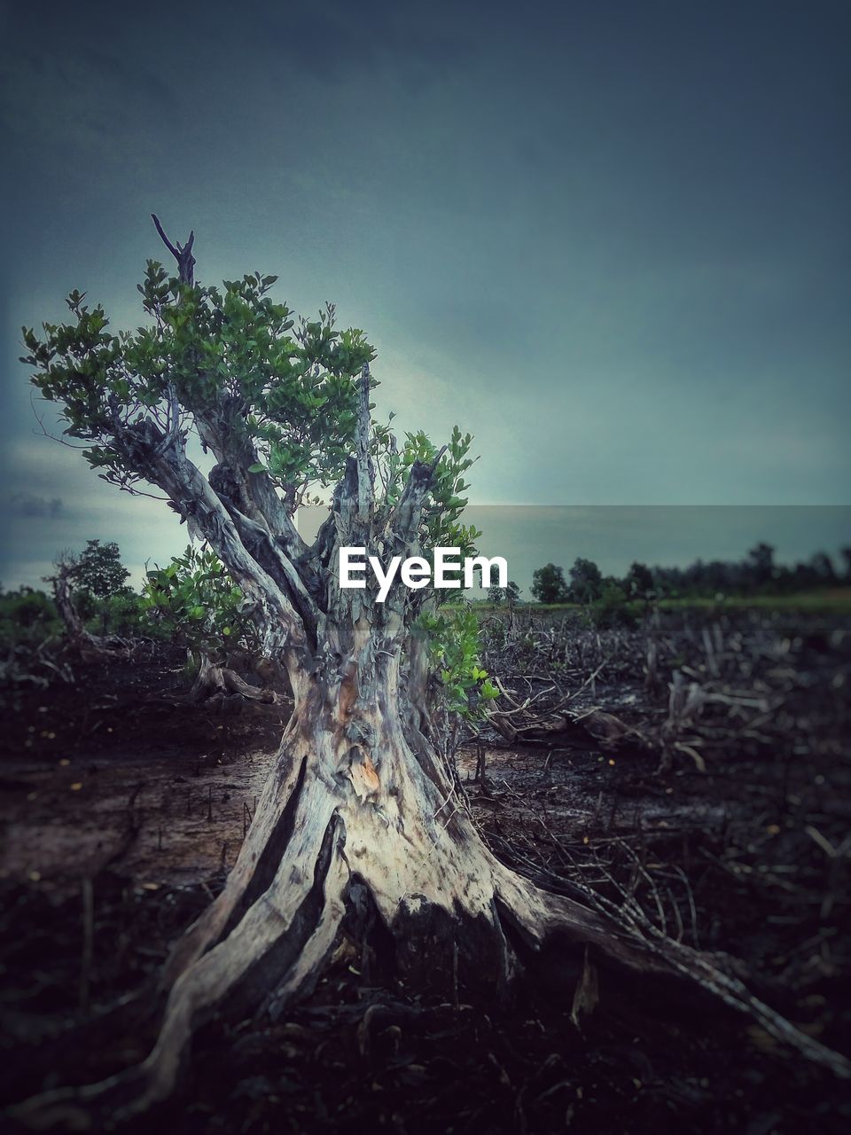 TREES ON GRASSY FIELD