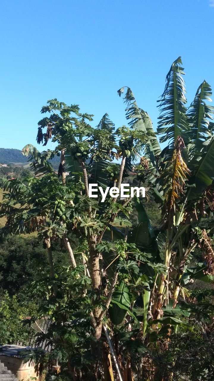 LOW ANGLE VIEW OF PLANTS AGAINST SKY