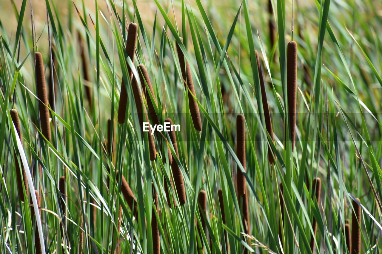 Close-up of cattail in field