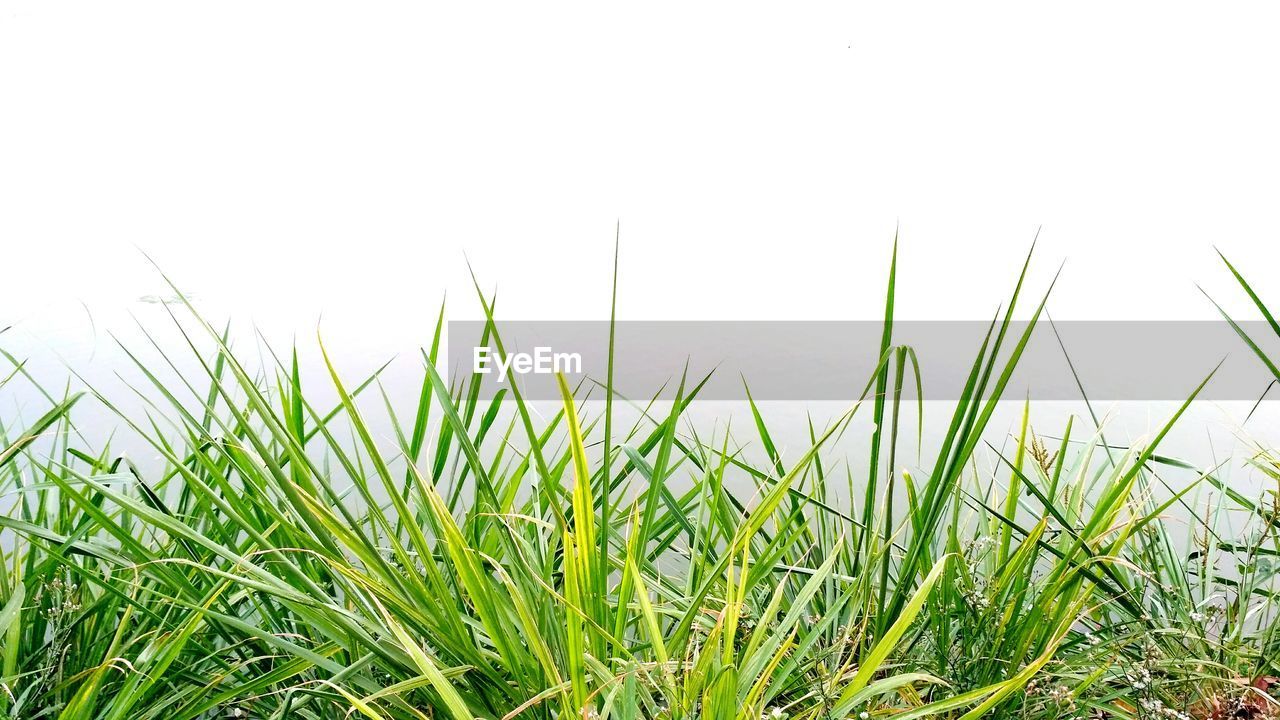 CLOSE-UP OF GRASS ON FIELD AGAINST SKY