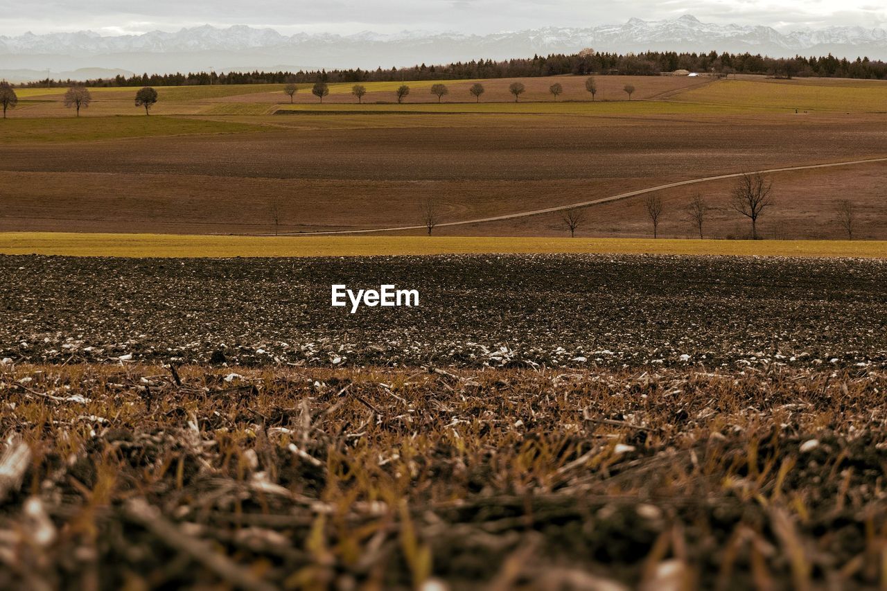 Scenic view of agricultural field against sky