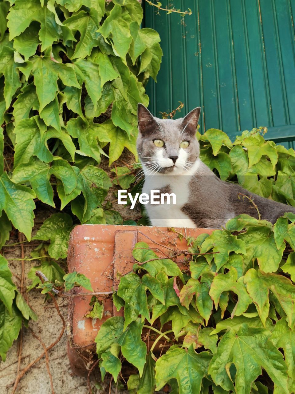 PORTRAIT OF A CAT ON PLANT