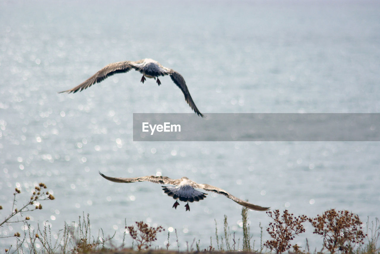 Two young european herring gulls flying away to the sea. black sea, crimea