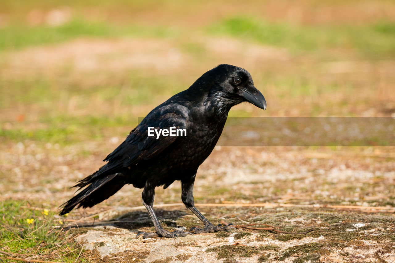 SIDE VIEW OF A BIRD ON A LAND