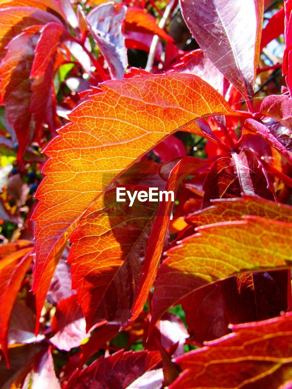 Close-up of red autumn leaves growing outdoors