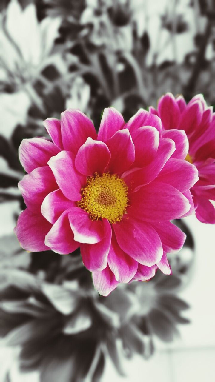 CLOSE-UP OF PINK FLOWER