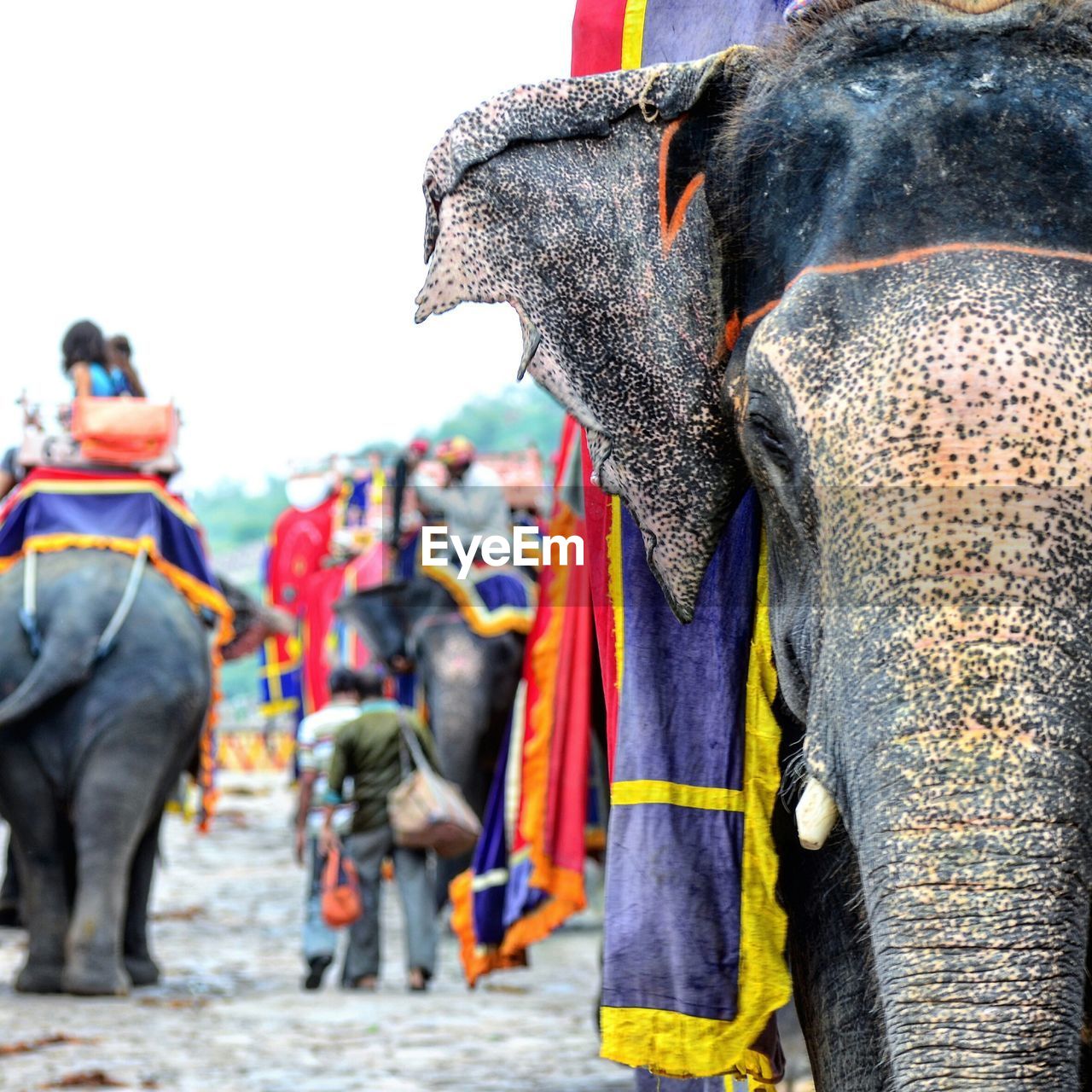 Close-up of people riding elephant on street