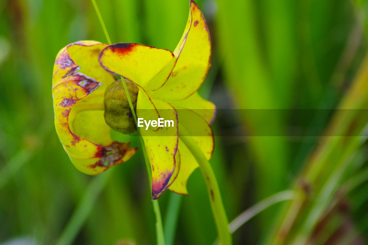 Close-up of yellow flower