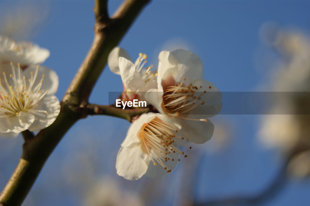 Close-up of white cherry blossom tree