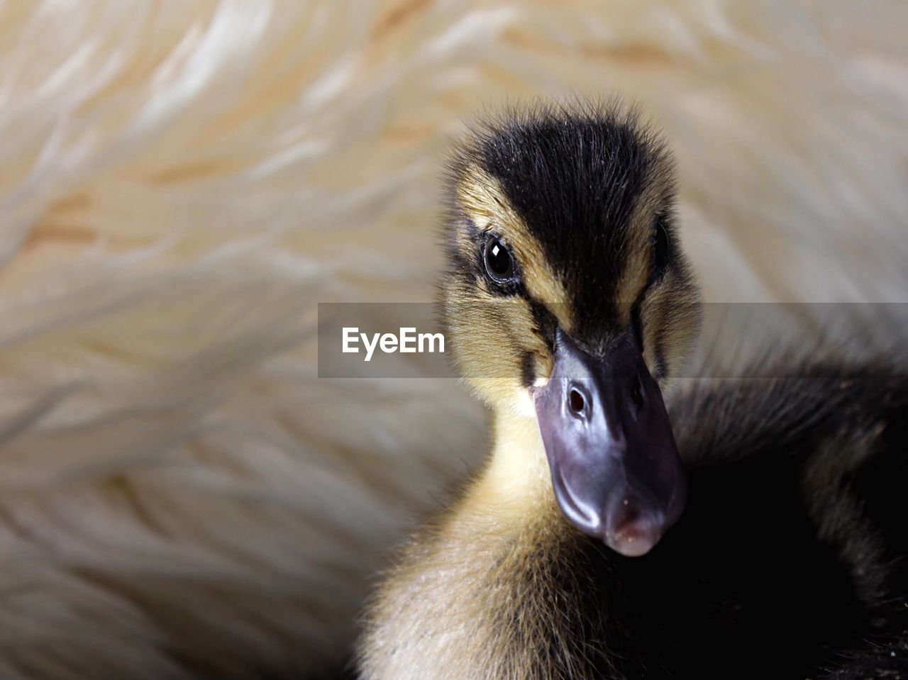 Close-up of duckling