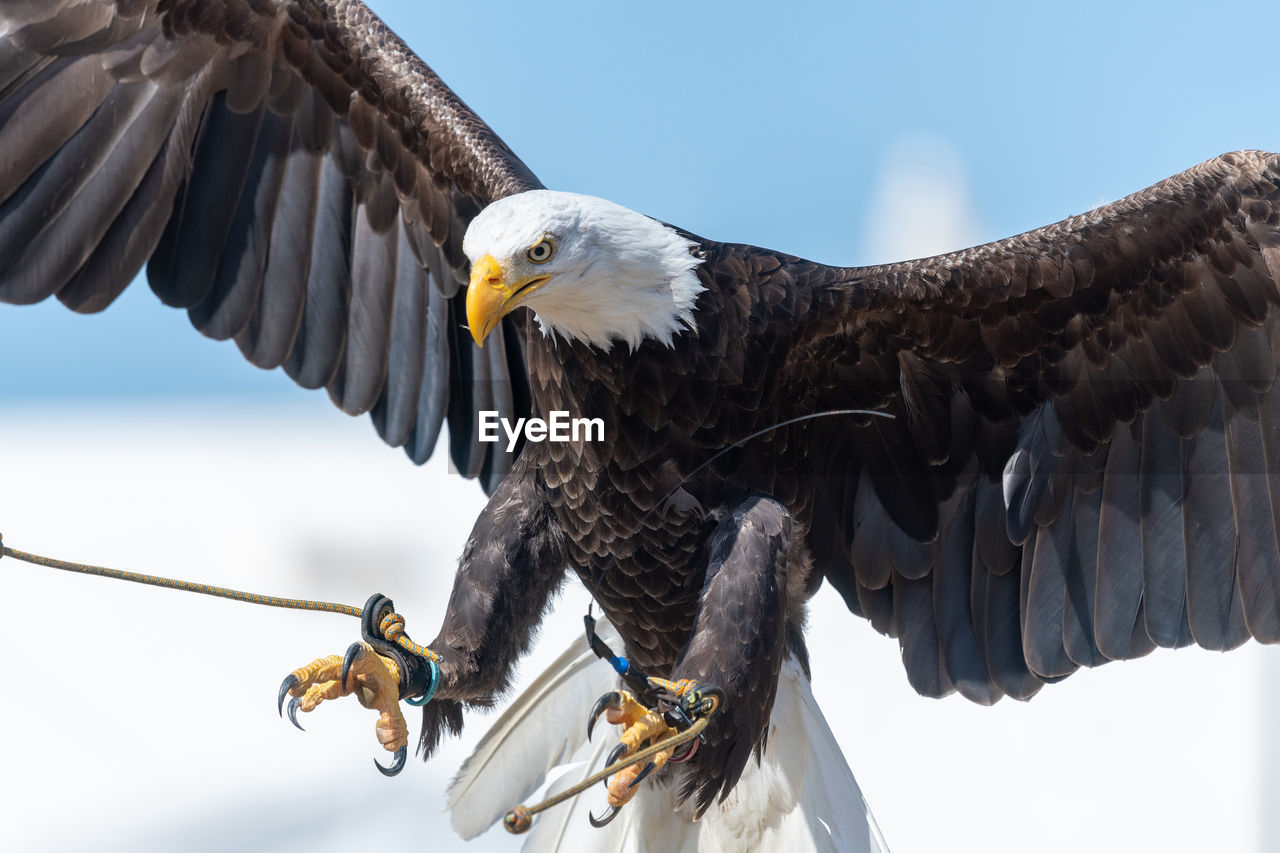 Close up of a bald eagle flying in a falconry demonstration.