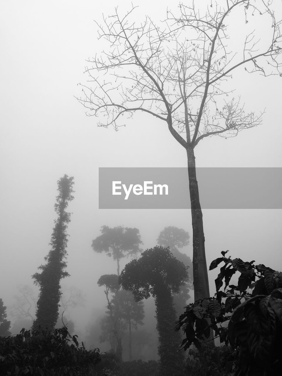 TREE IN FOG