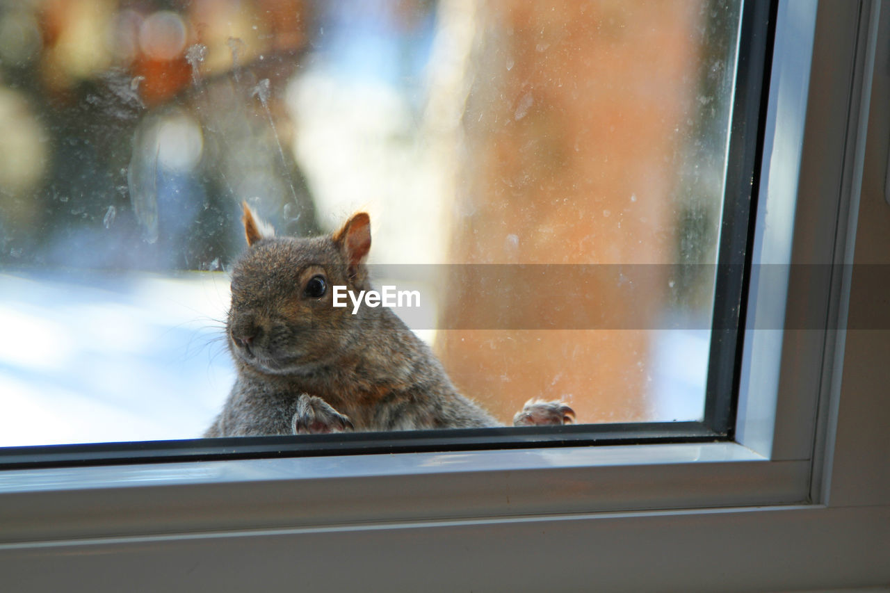 Squirrel looking in at the window