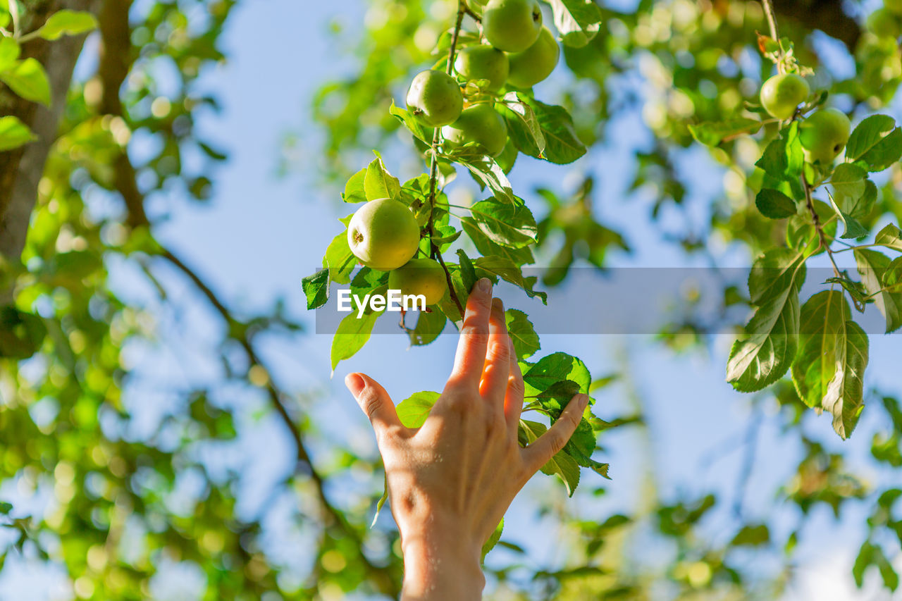 One hand reaching our for an apple on the tree.