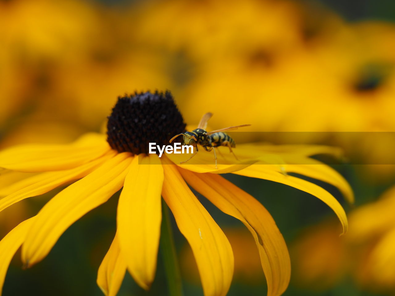 CLOSE-UP OF INSECT ON FLOWER