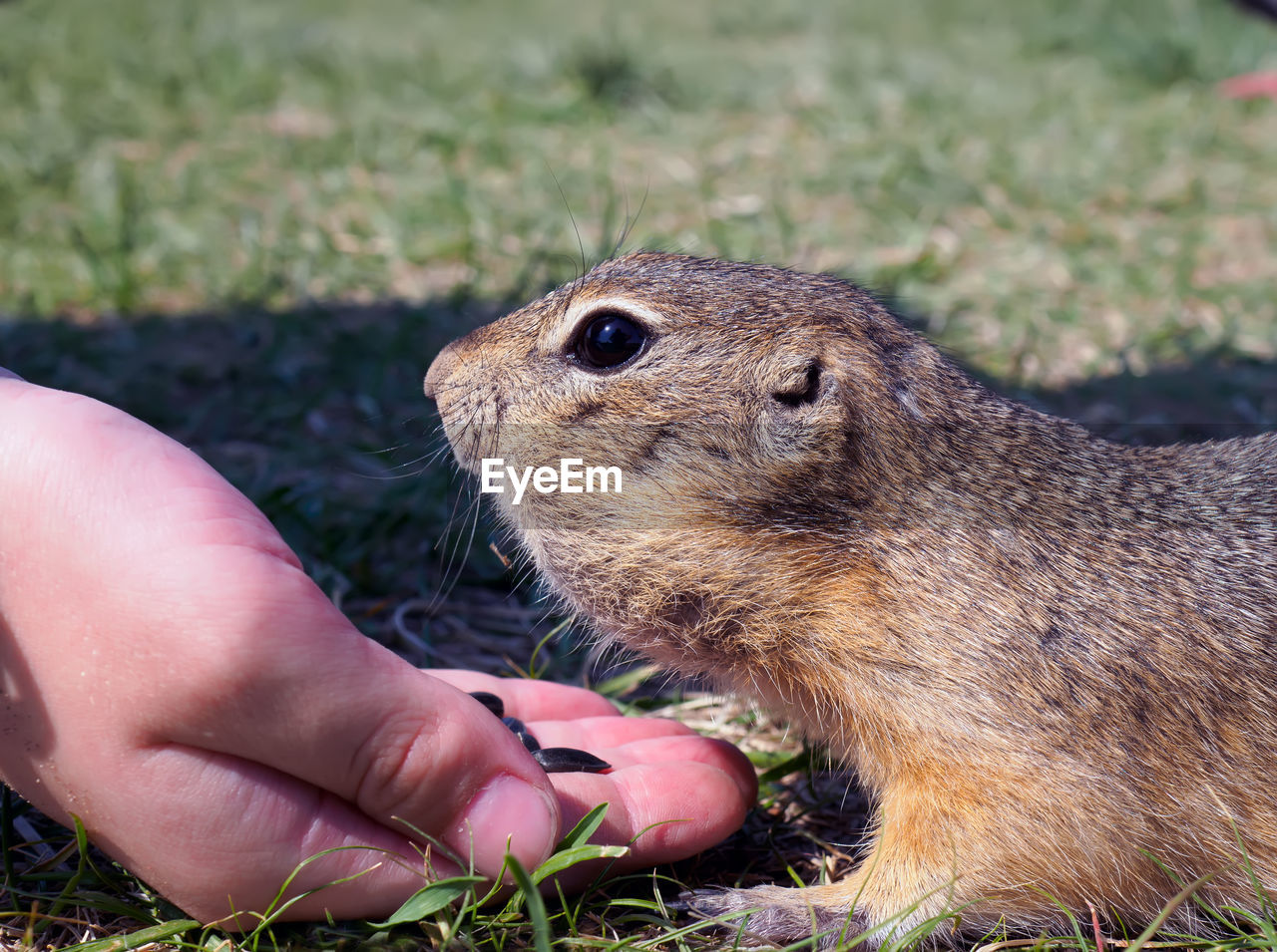 animal, animal themes, animal wildlife, mammal, wildlife, hand, one animal, rodent, squirrel, whiskers, eating, holding, close-up, nature, feeding, prairie dog, one person, grass, food, outdoors, cute, day, focus on foreground, pet, food and drink